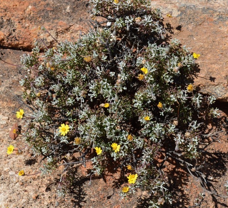 Ursinia glandulosa photo 4