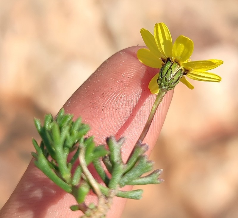 Ursinia glandulosa photo 5