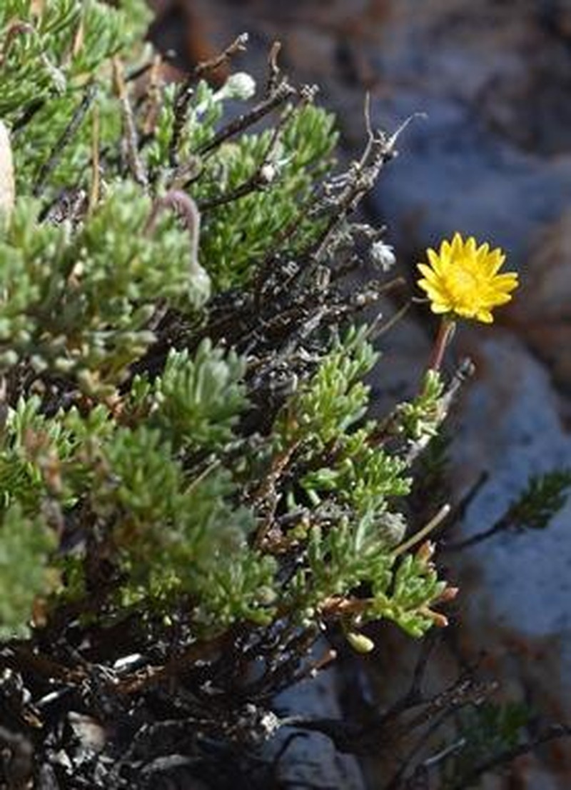 Ursinia glandulosa photo 6