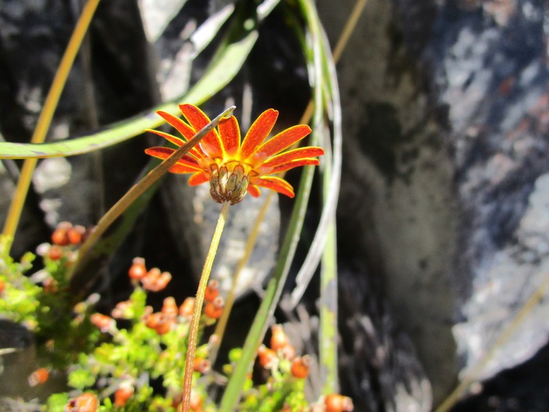 Ursinia heterodonta photo 2