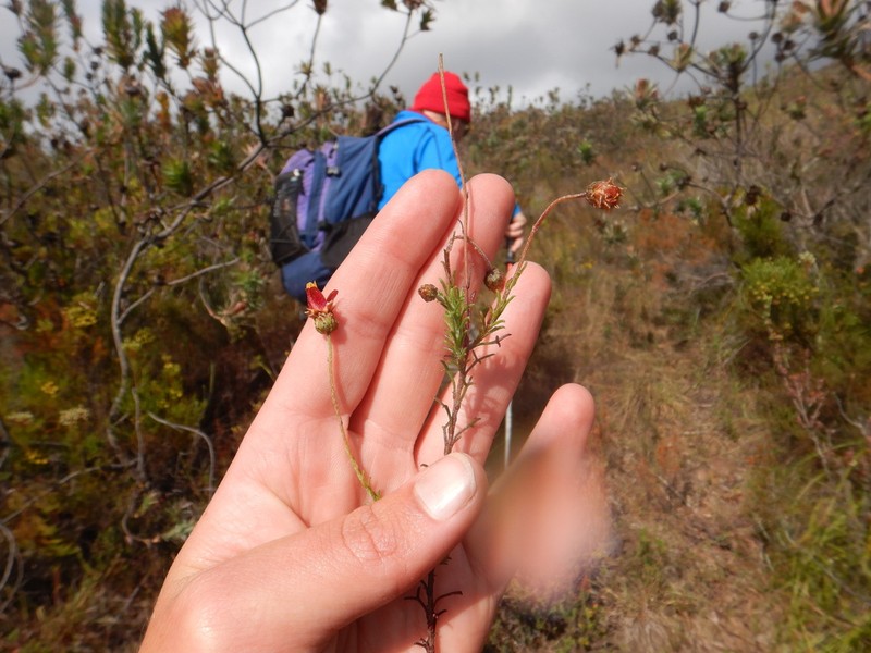 Ursinia heterodonta photo 3