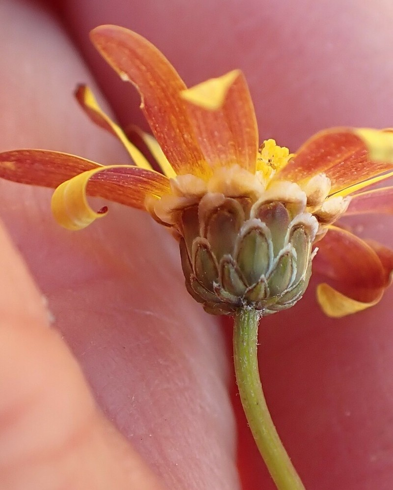 Ursinia heterodonta photo 4