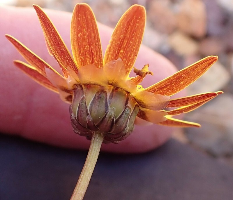 Ursinia heterodonta photo 5