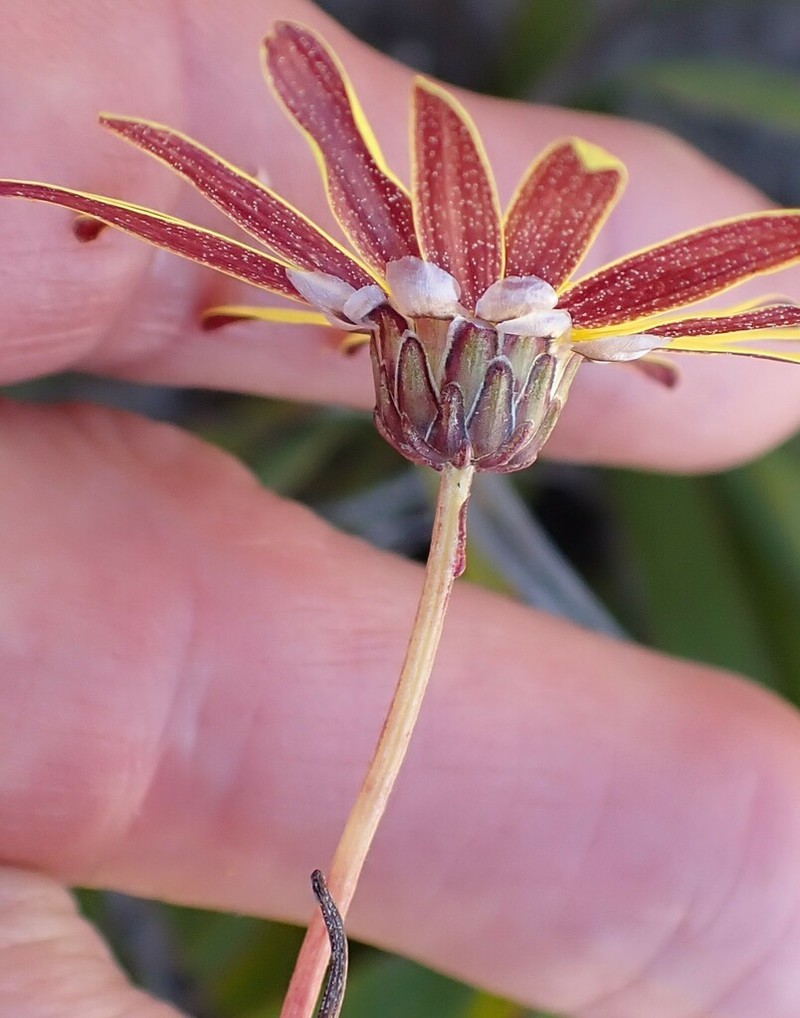Ursinia heterodonta photo 6