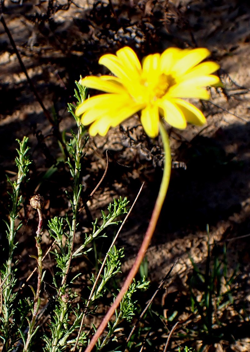 Ursinia heterodonta photo 7