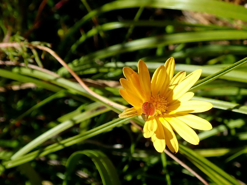 Ursinia heterodonta photo 8