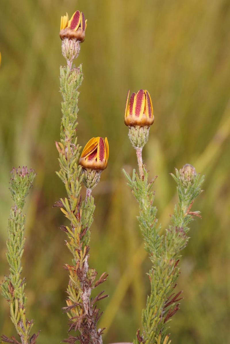 Ursinia hispida
