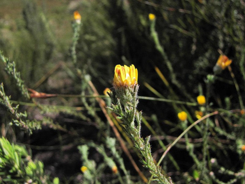 Ursinia hispida photo 2