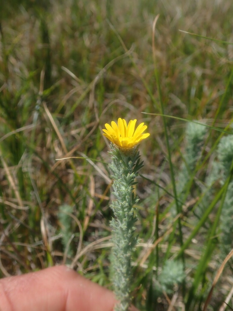 Ursinia hispida photo 3