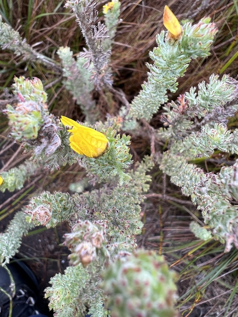 Ursinia hispida photo 4