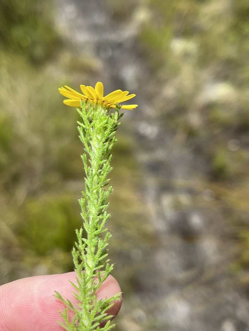 Ursinia hispida photo 5