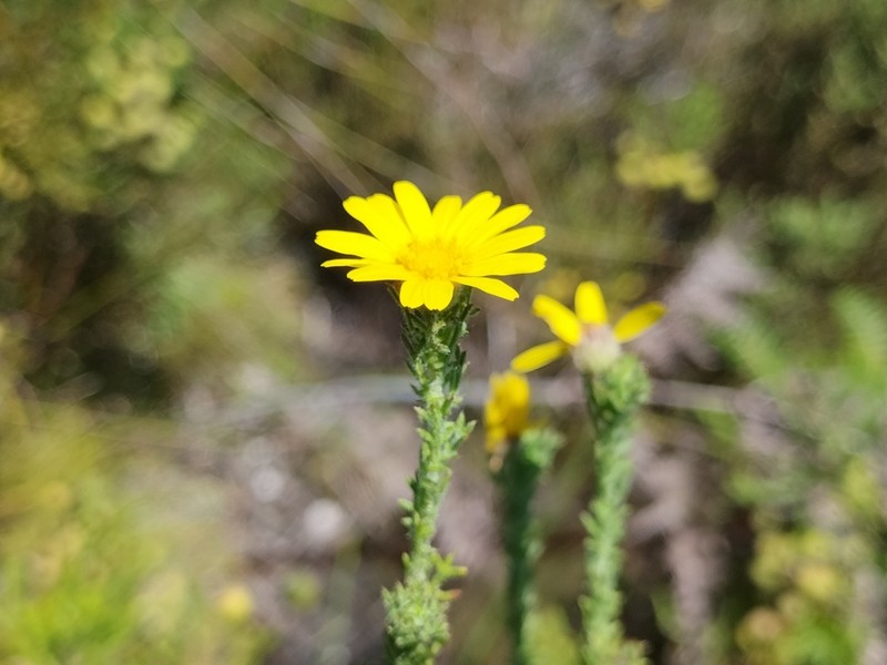 Ursinia hispida photo 6
