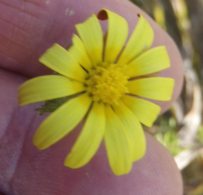 Ursinia hispida photo 8