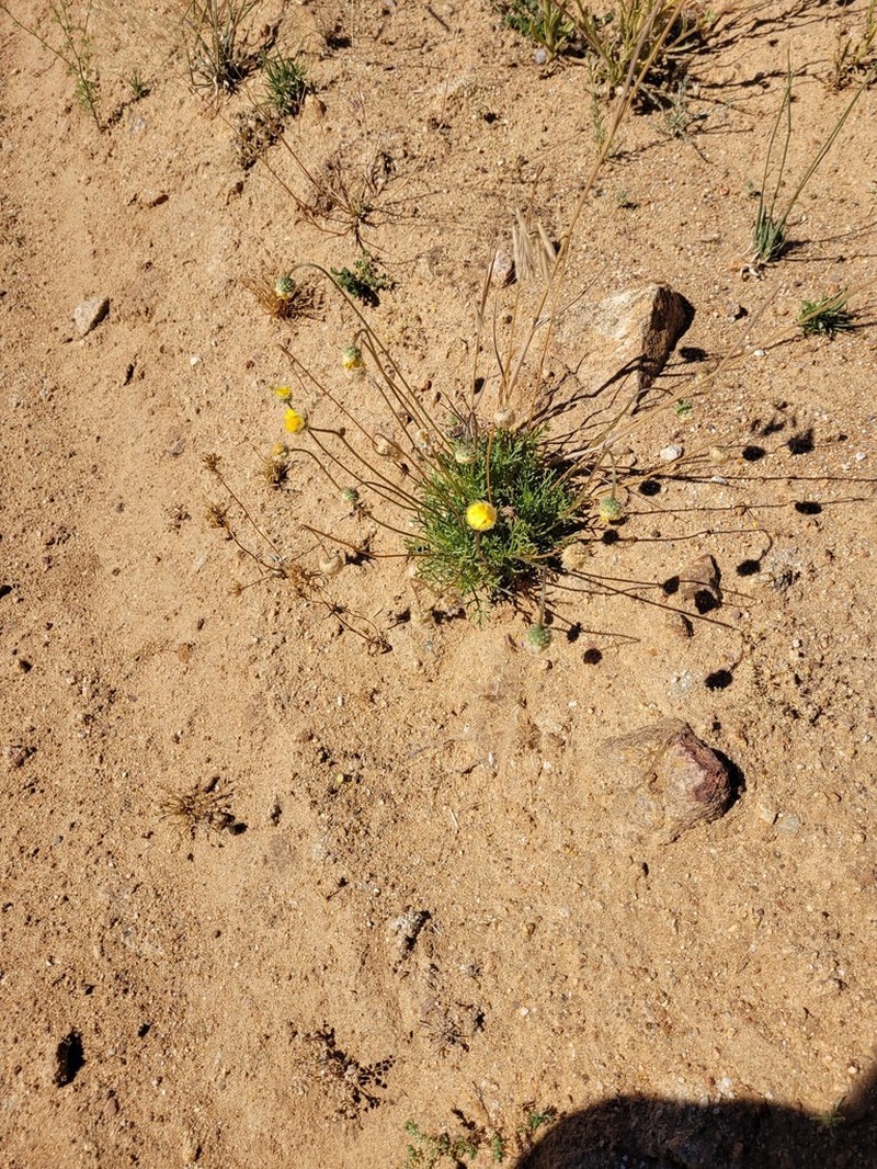 Ursinia kamiesbergensis
