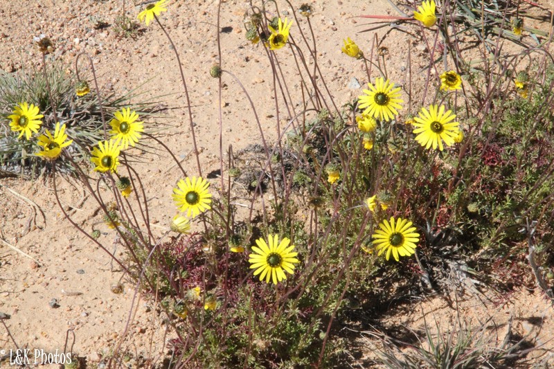 Ursinia kamiesbergensis photo 2