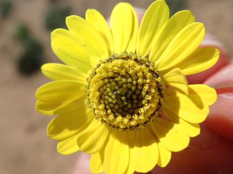 Ursinia kamiesbergensis photo 4