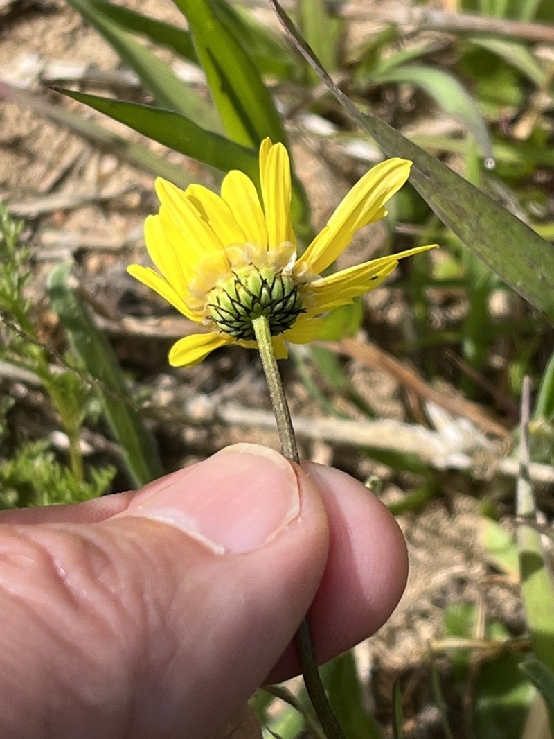 Ursinia kamiesbergensis photo 5