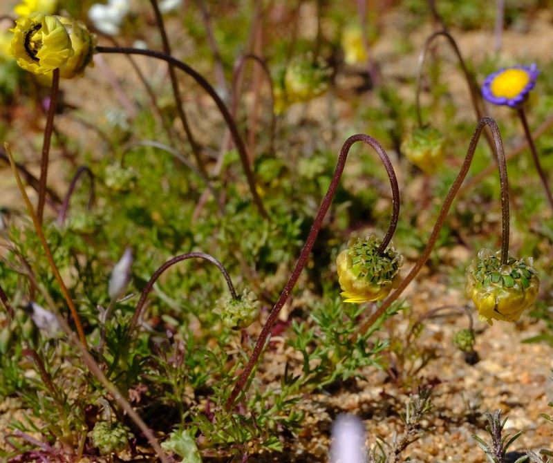 Ursinia kamiesbergensis photo 6
