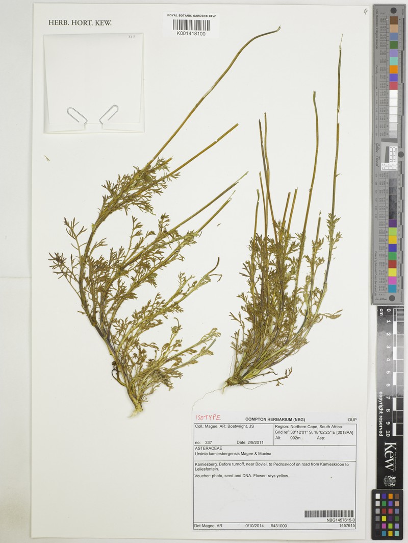 Ursinia kamiesbergensis photo 8