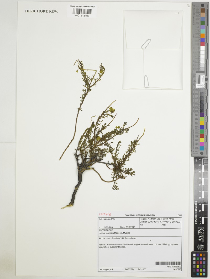 Ursinia laciniata