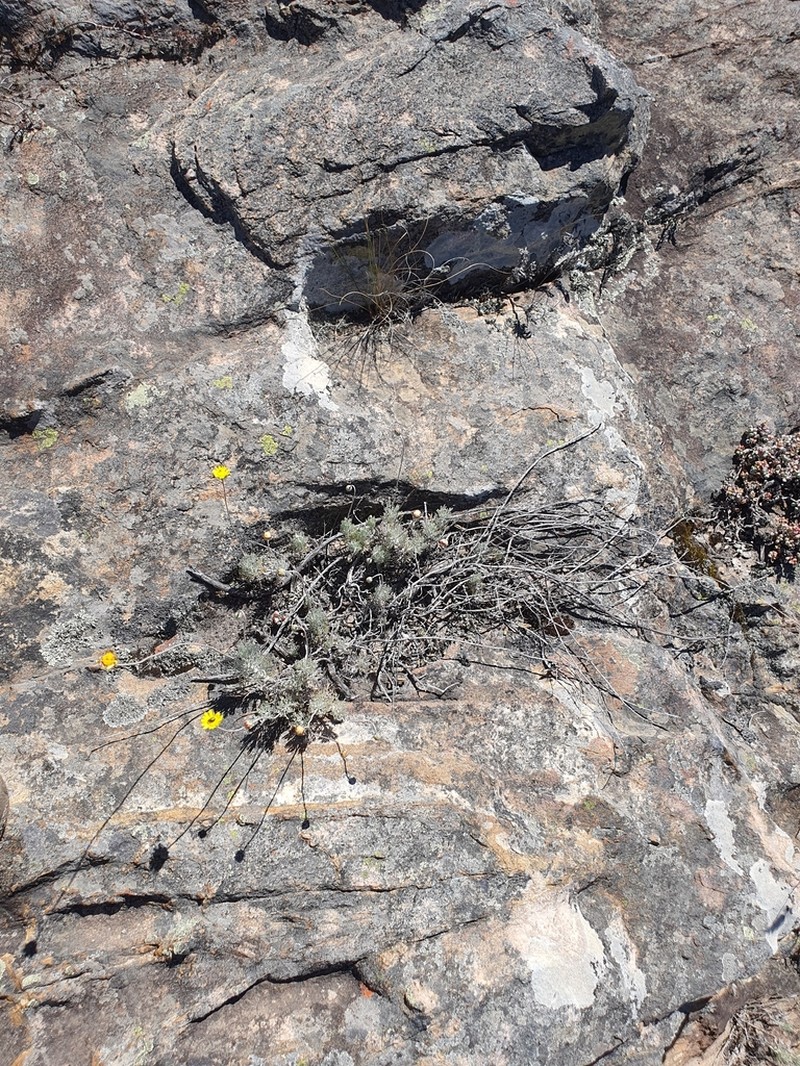 Ursinia macropoda
