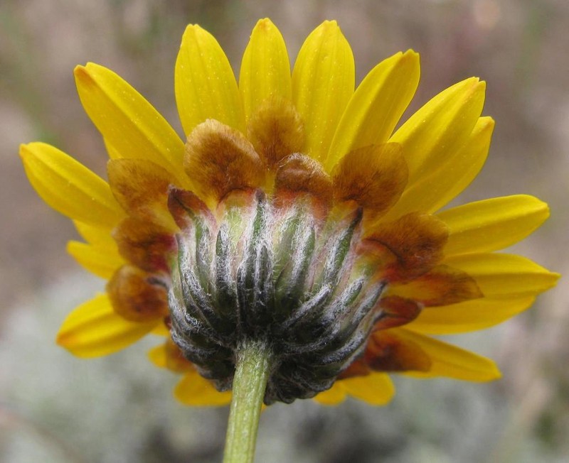 Ursinia macropoda photo 2