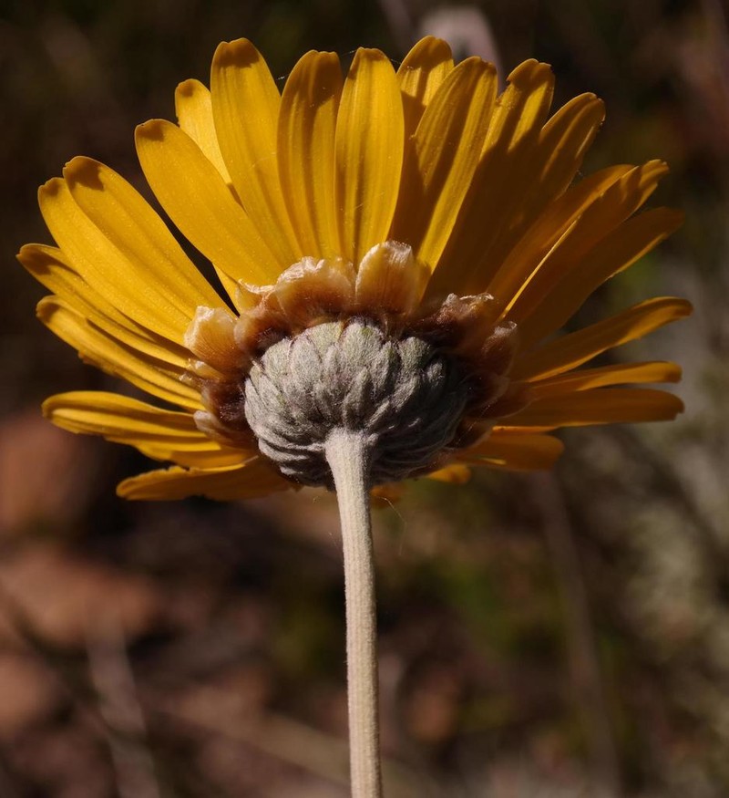 Ursinia macropoda photo 3