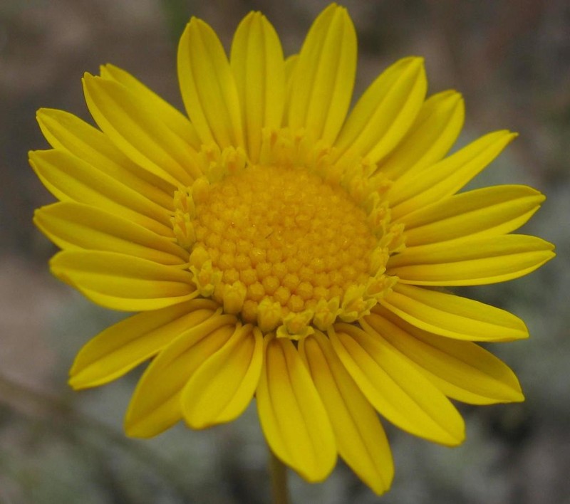 Ursinia macropoda photo 4