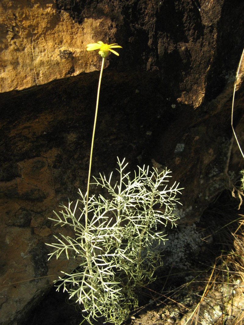 Ursinia macropoda photo 6