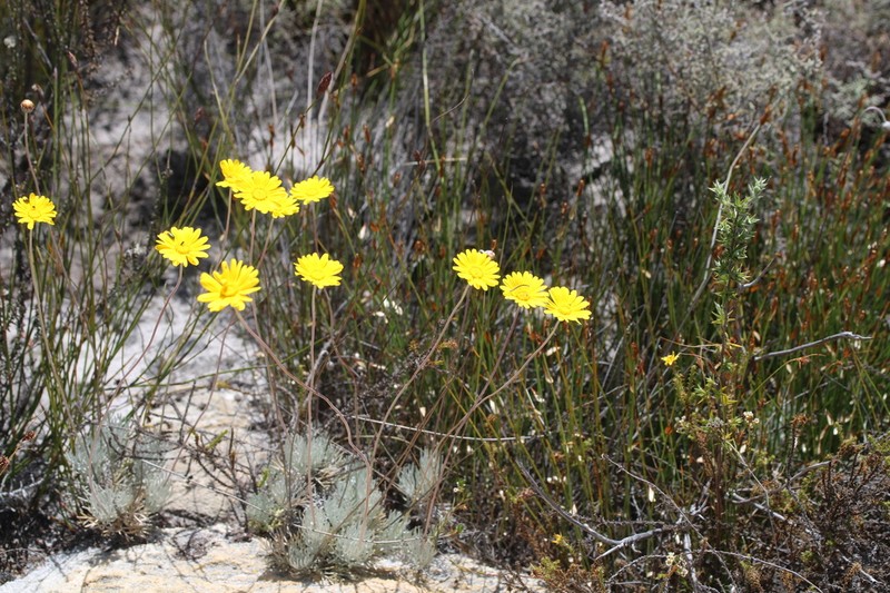 Ursinia macropoda photo 7