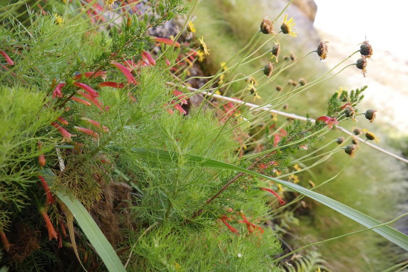Ursinia merxmuelleri