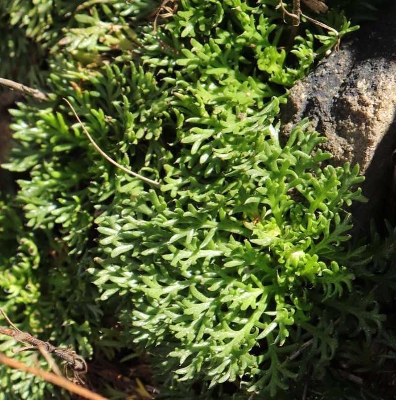 Ursinia montana