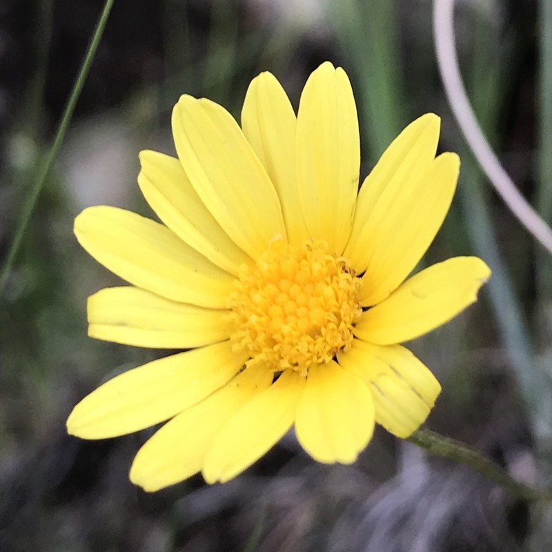 Ursinia montana photo 2