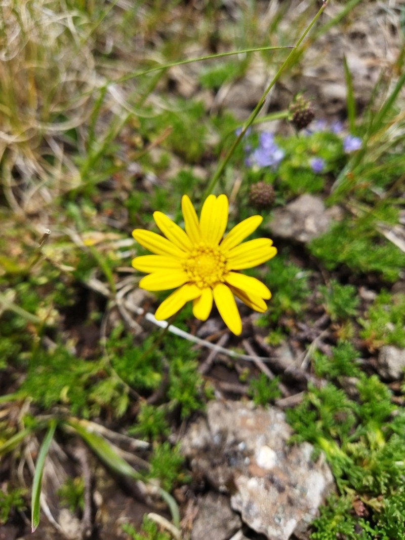 Ursinia montana photo 3