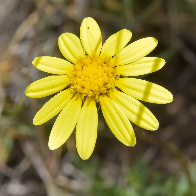Ursinia montana photo 4