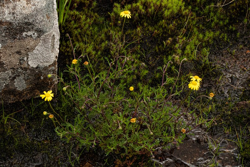 Ursinia montana photo 5
