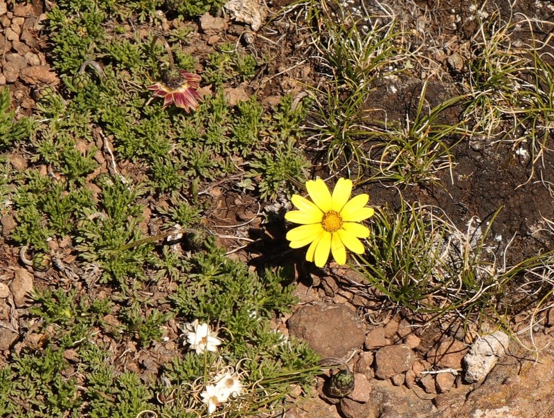 Ursinia montana photo 6