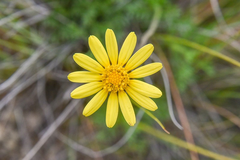 Ursinia montana photo 7