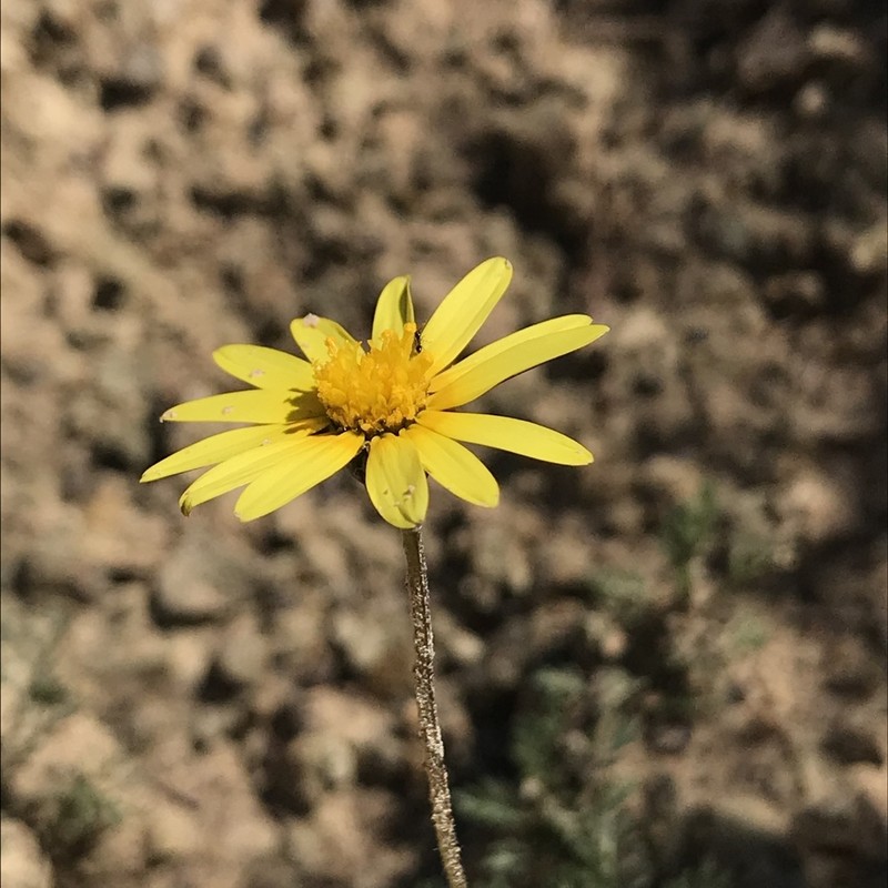 Ursinia montana photo 8