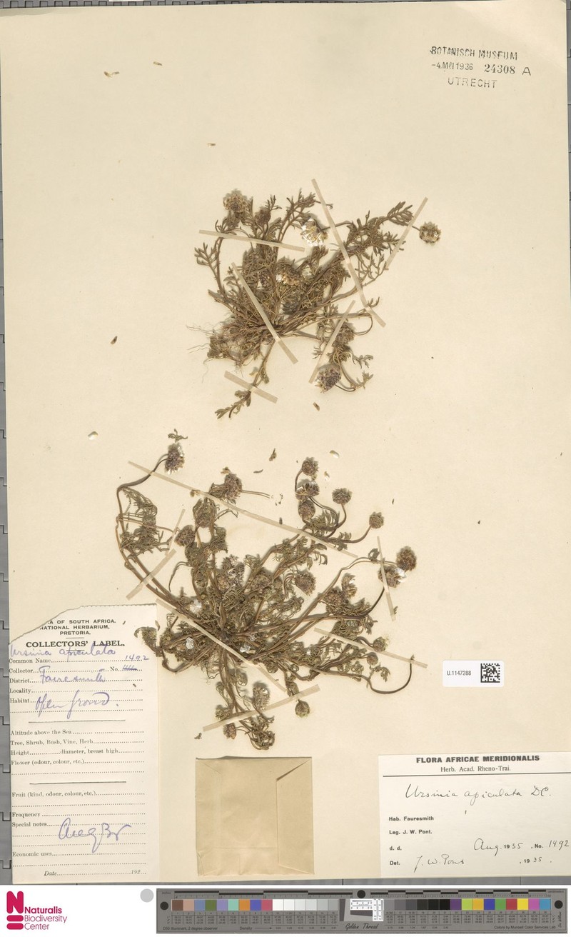 Ursinia montana subsp. apiculata