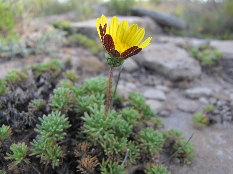 Ursinia montana subsp. montana photo 2