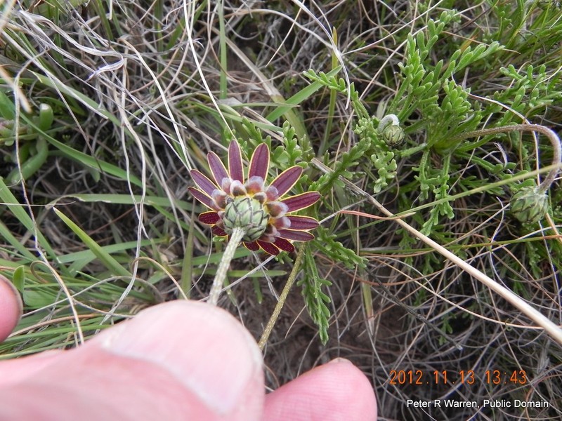 Ursinia montana subsp. montana photo 3