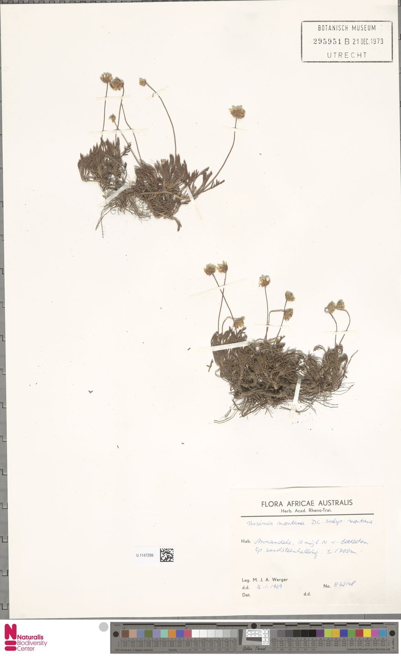Ursinia montana subsp. montana photo 4