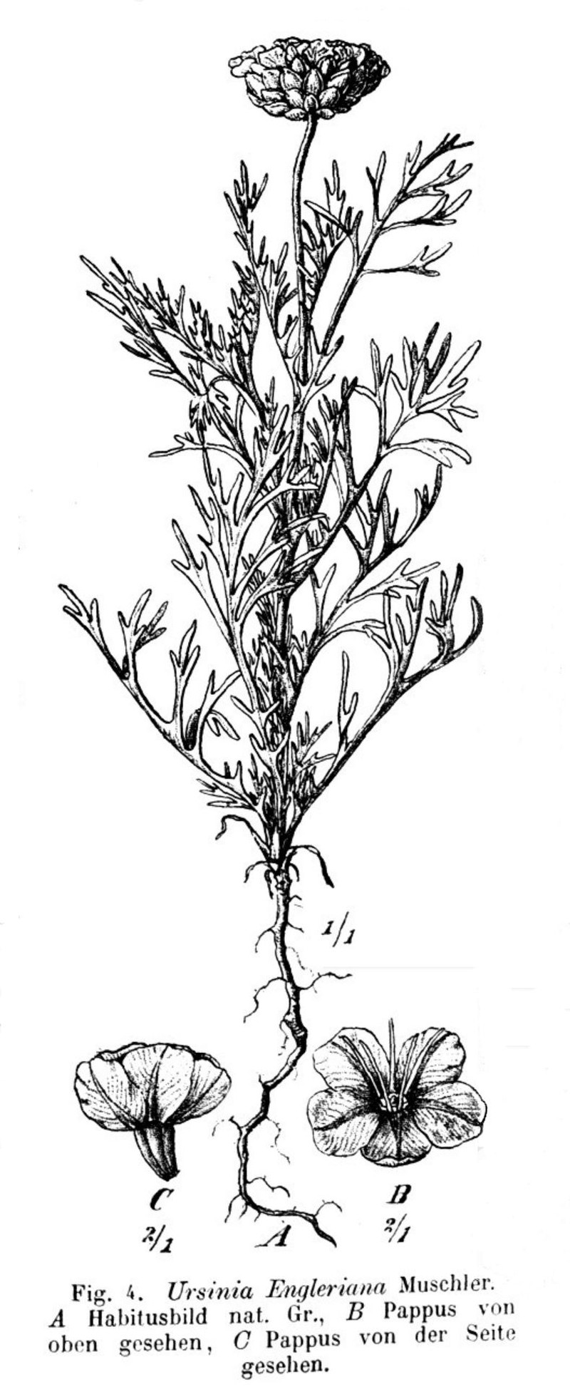 Ursinia nana