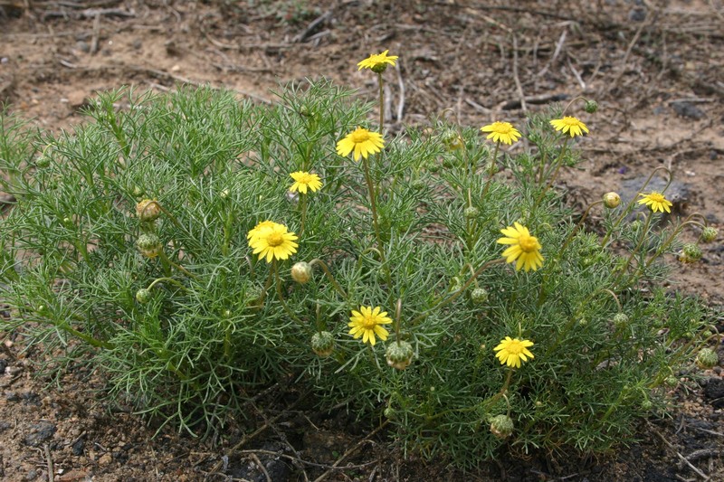 Ursinia nana photo 2