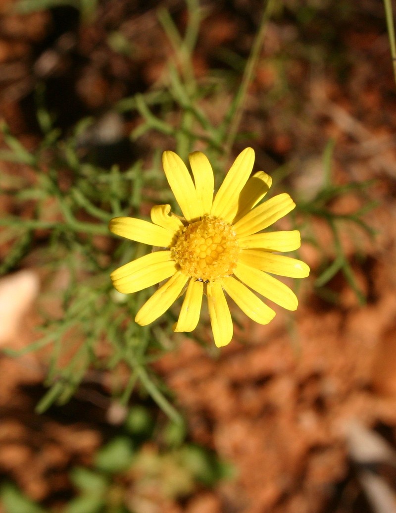 Ursinia nana photo 3