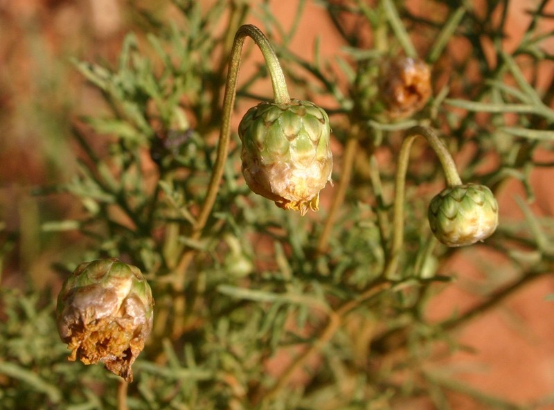 Ursinia nana photo 4