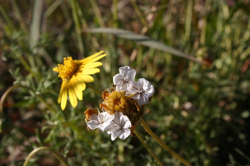 Ursinia nana photo 5
