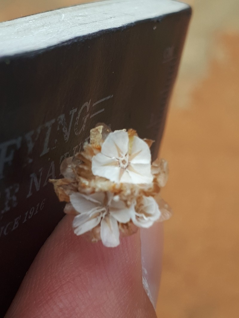 Ursinia nana photo 6
