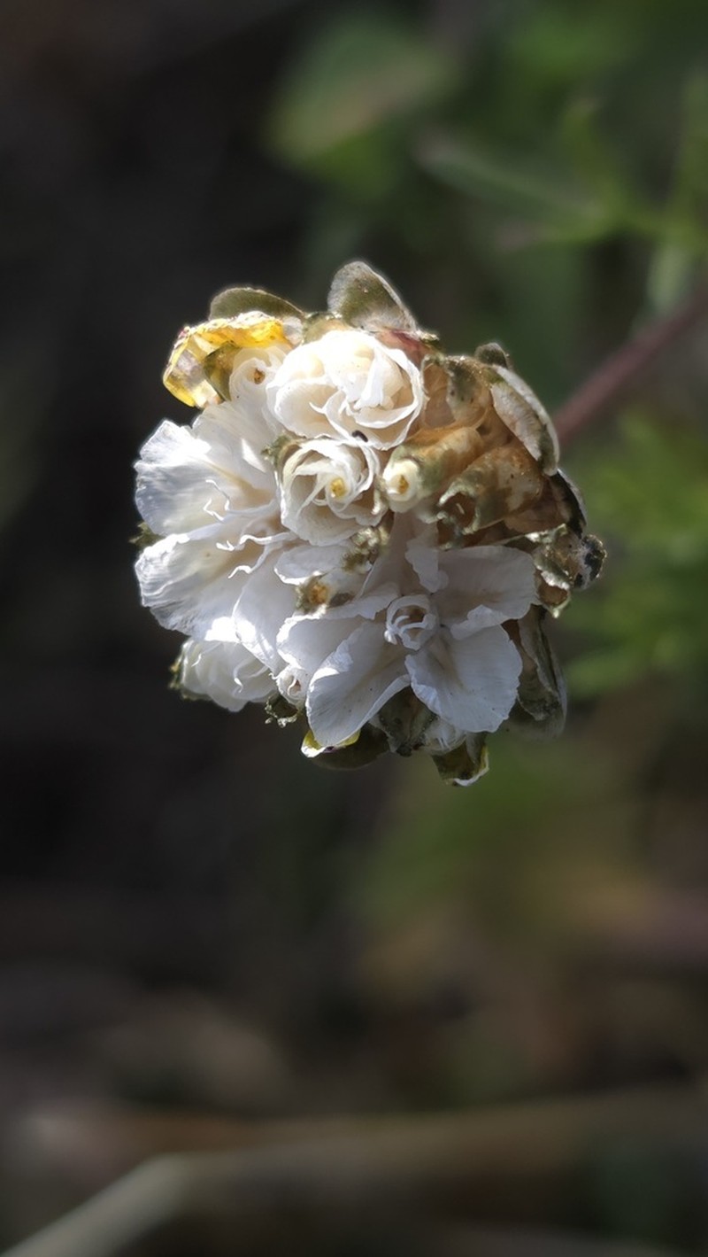 Ursinia nana photo 7